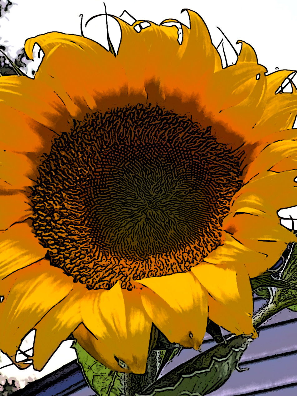 Tooncamera