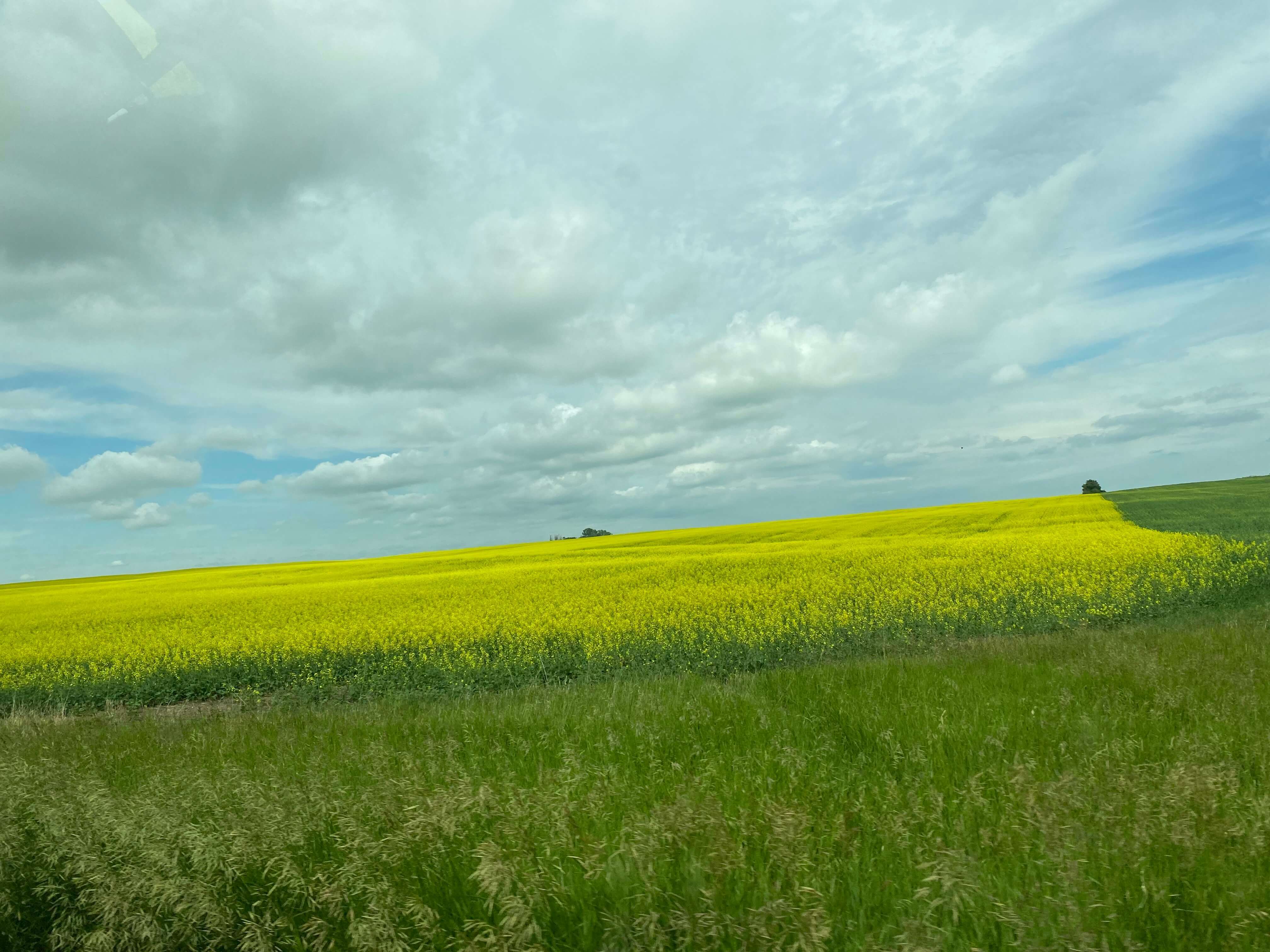 Canola%20%281%29